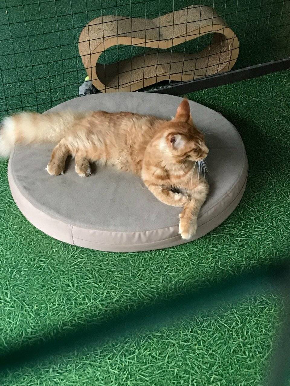 Фото Гостевого дома Калипсо Коктебель 68